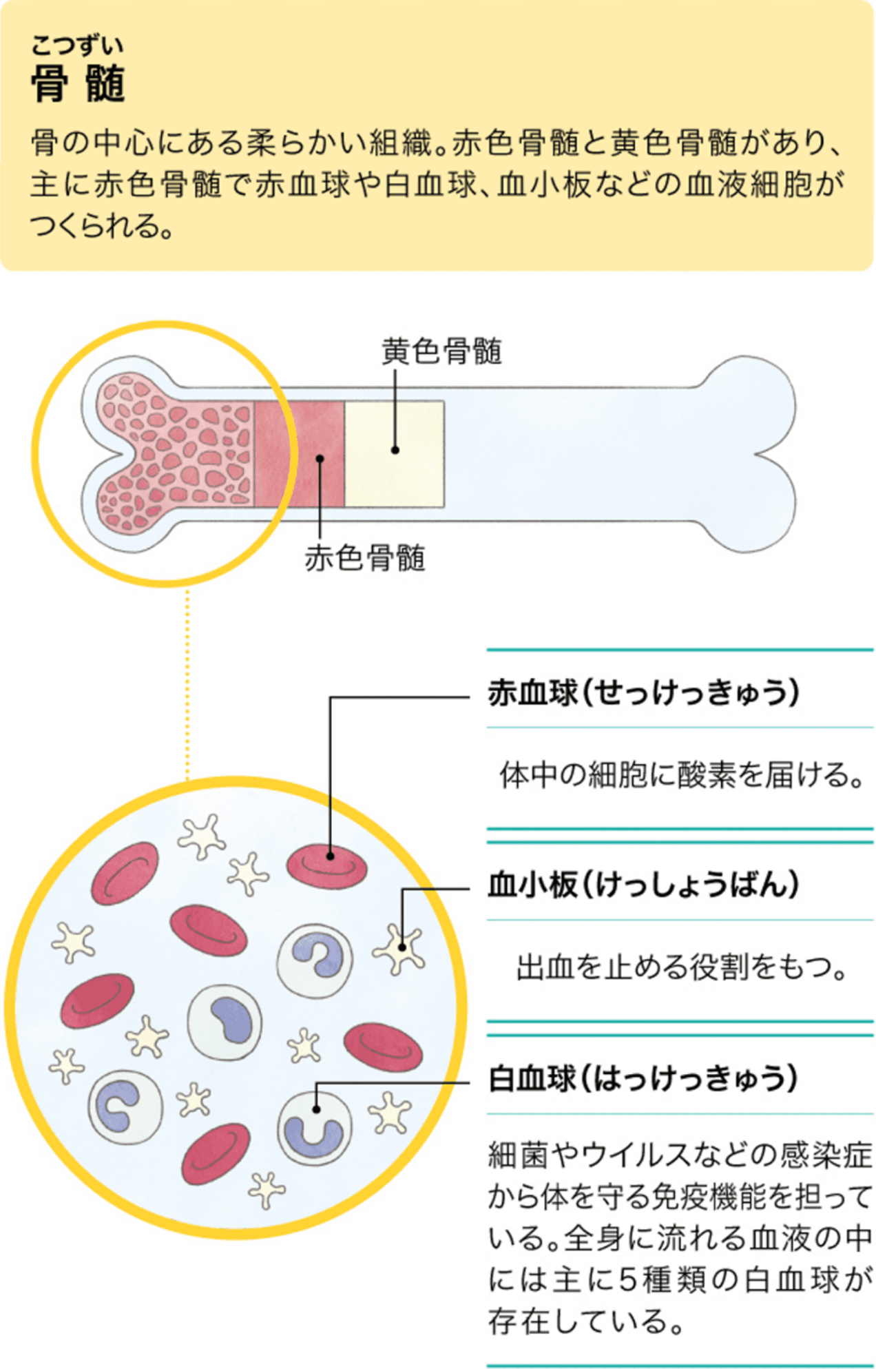 血液は骨の中でつくられている