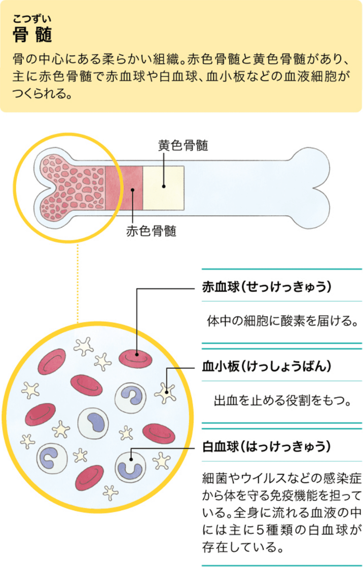 血液は骨の中でつくられている