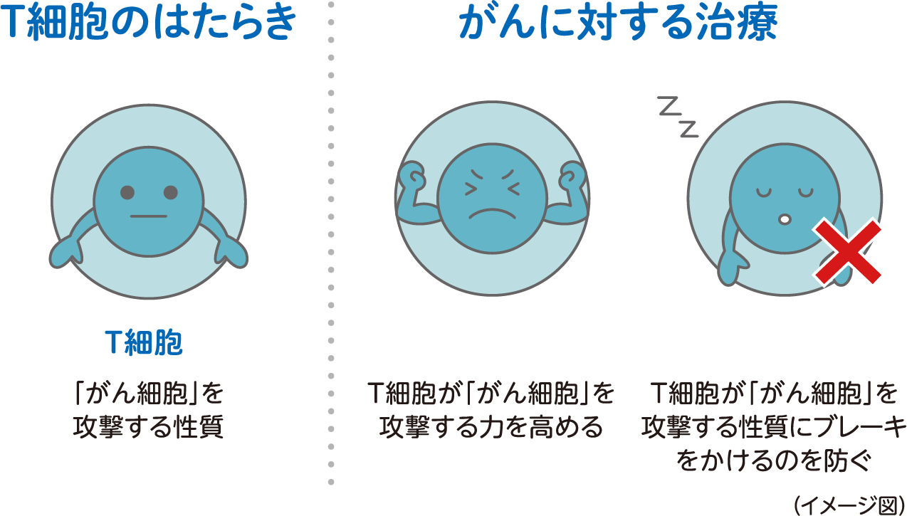 がんに対する免疫のはたらき