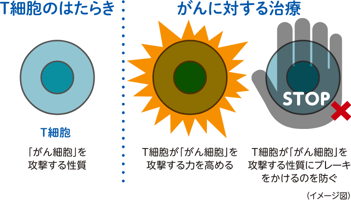 がんに対する免疫のはたらき