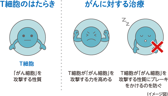 がんに対する免疫のはたらき