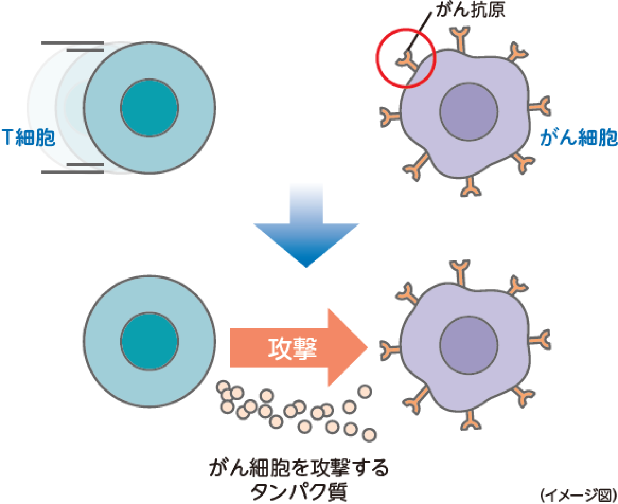 がんに対する免疫のはたらき