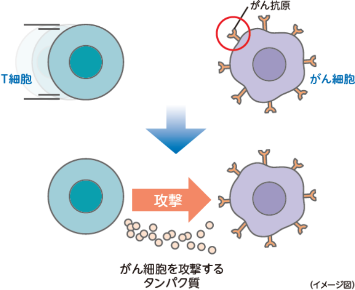 がんに対する免疫のはたらき