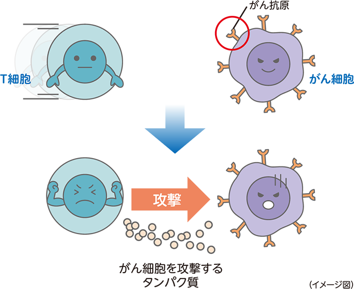 がんに対する免疫のはたらき