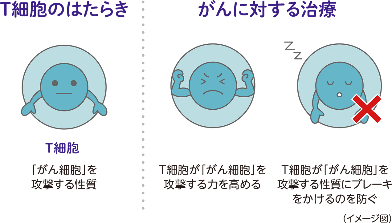 がんに対する免疫のはたらき