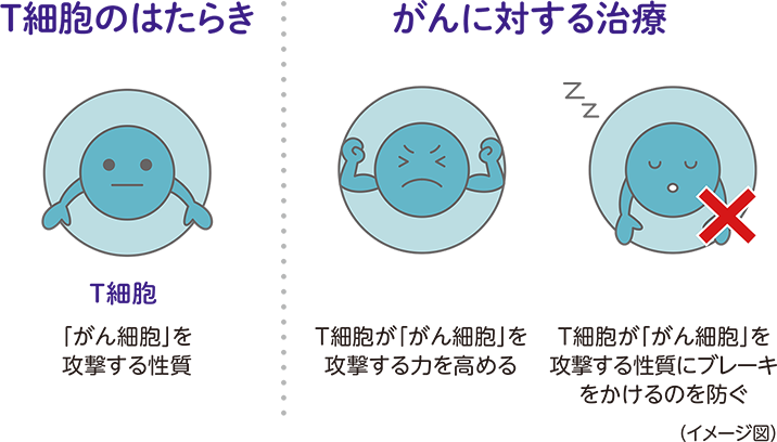 がんに対する免疫のはたらき