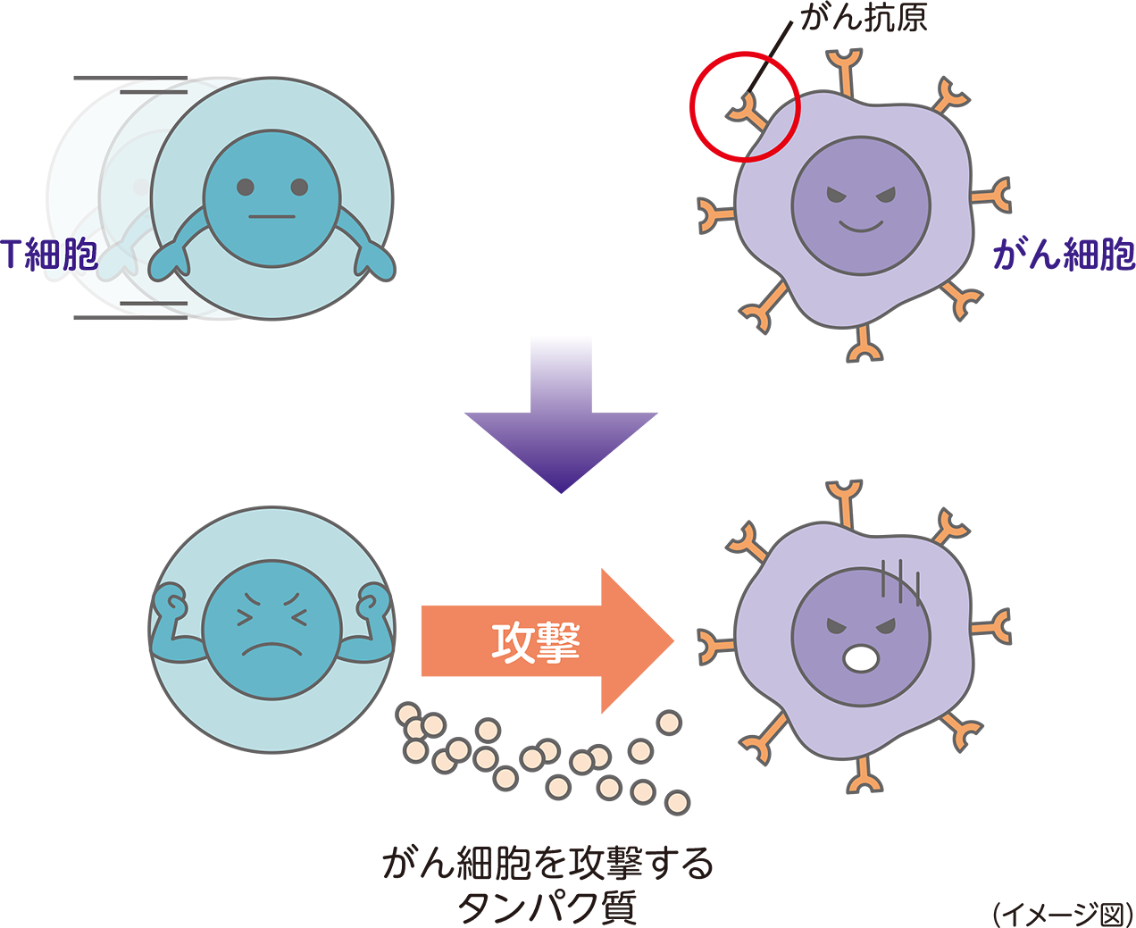 がんに対する免疫のはたらき