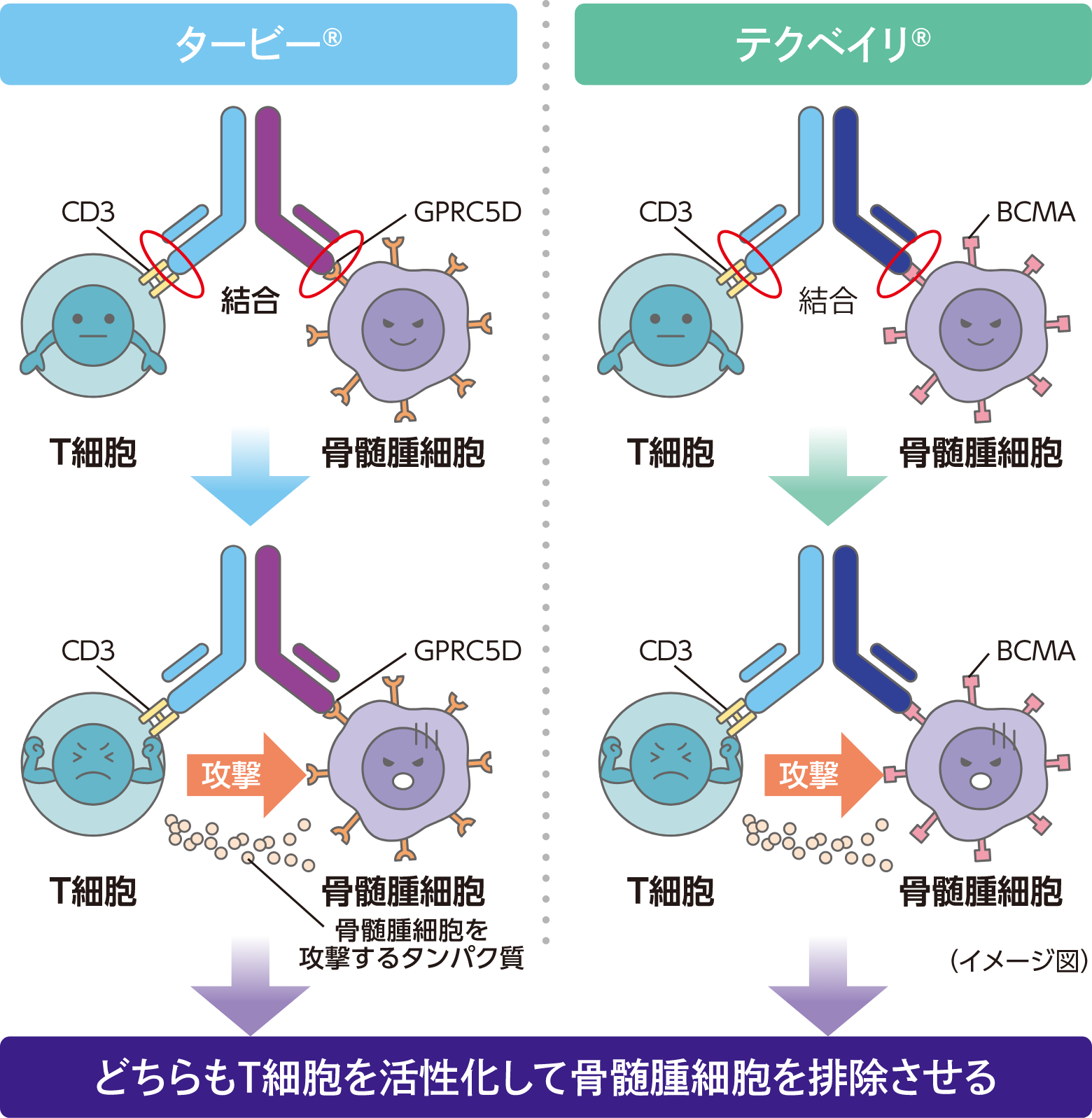 タービー®・テクベイリ®の作用